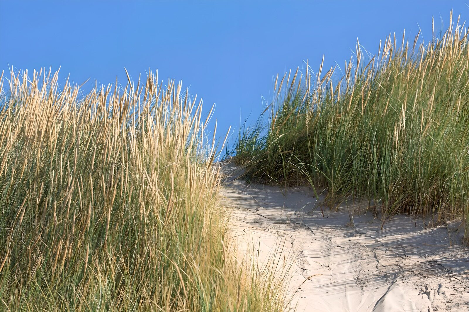 TPES16416: Sendero entre dunas al sol