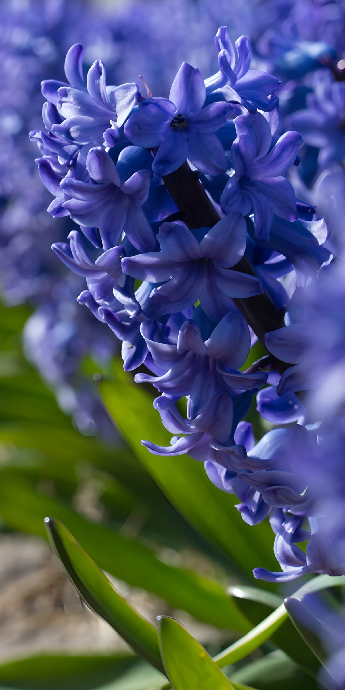 TPES78466: Jacinto azul violeta al sol
