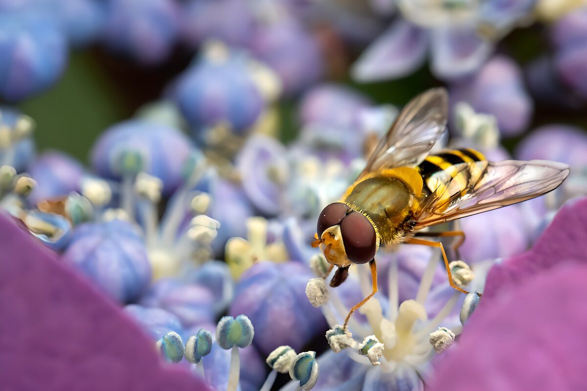 Mosca cernidora entre flores azules