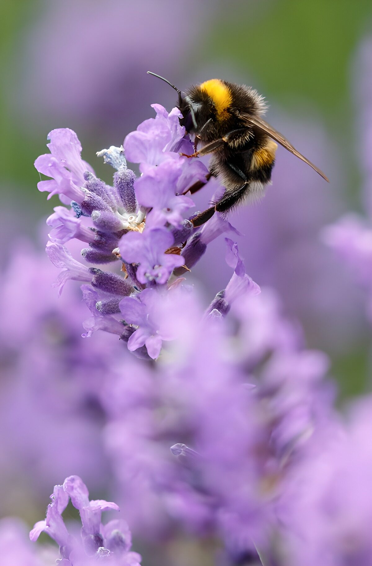 Abejorro en lavanda bajo una luz suave