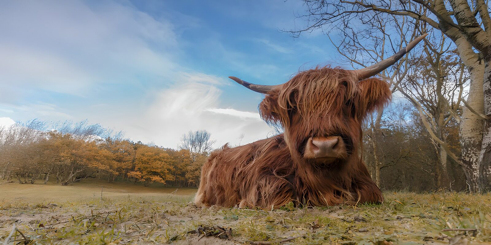 TPES47559: Vaca highland tumbada en la pradera