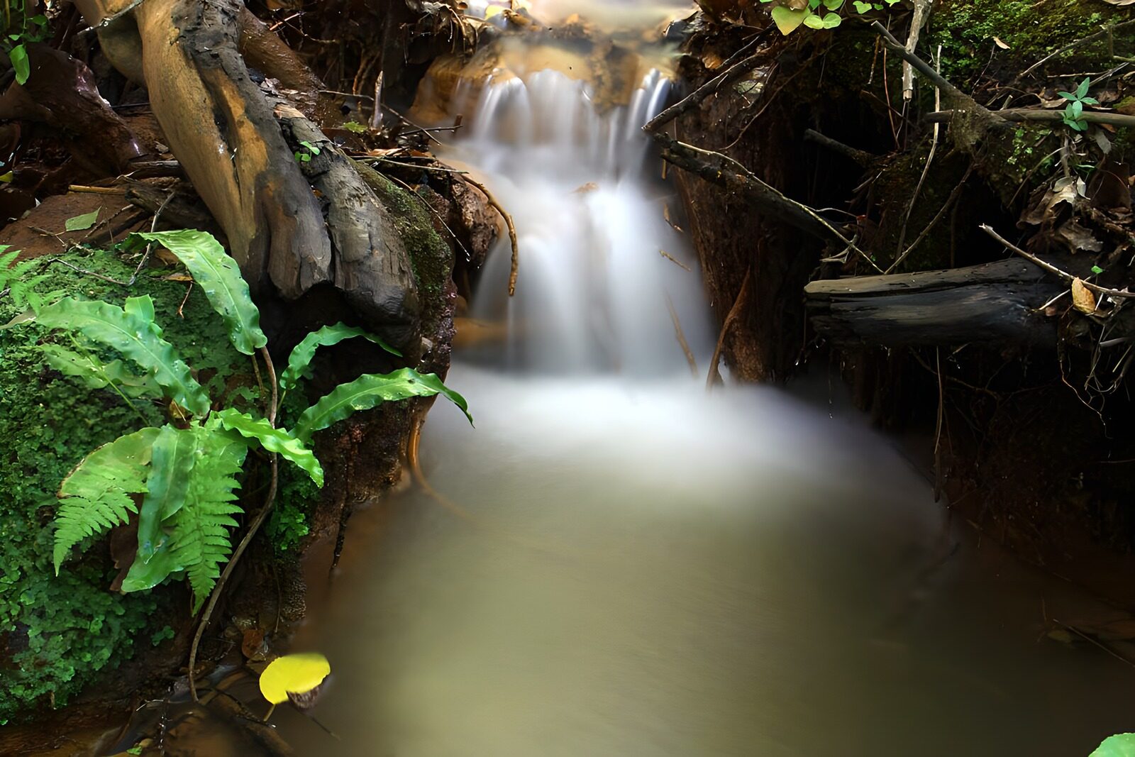TPES21435: Cascada entre helechos y sombras