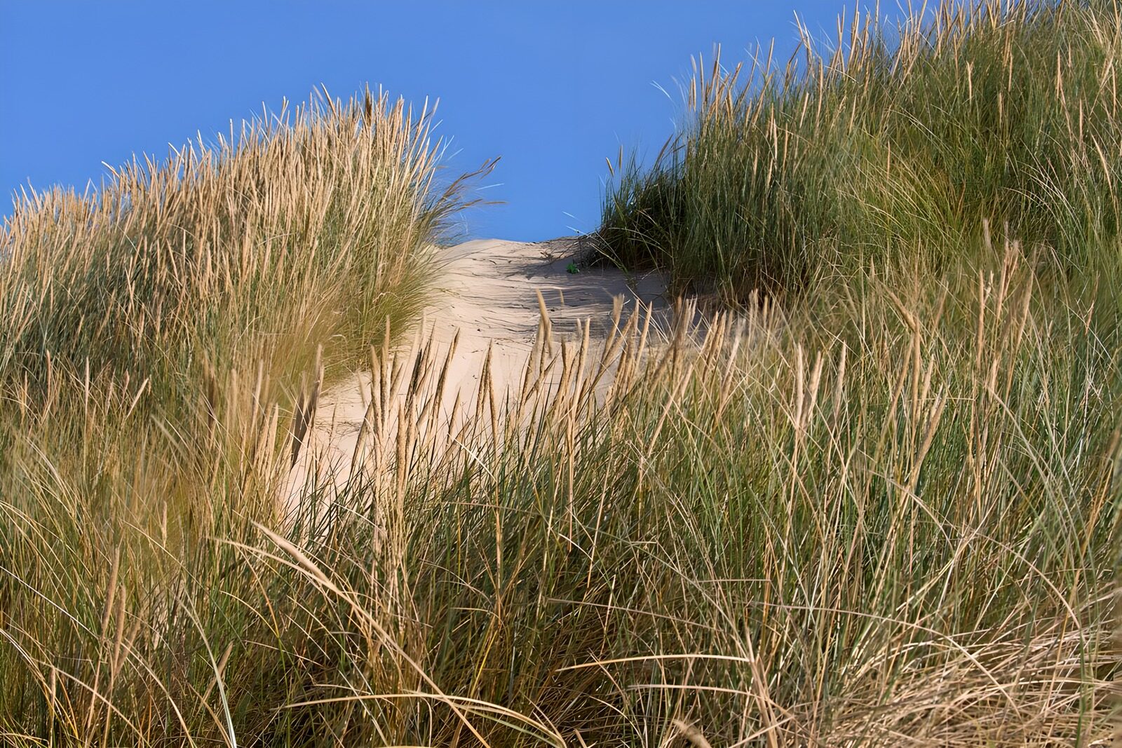 TPES77353: Sendero de arena entre dunas al sol