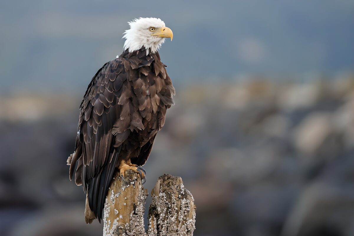TPES61423: Águila calva sobre un tocón, alerta