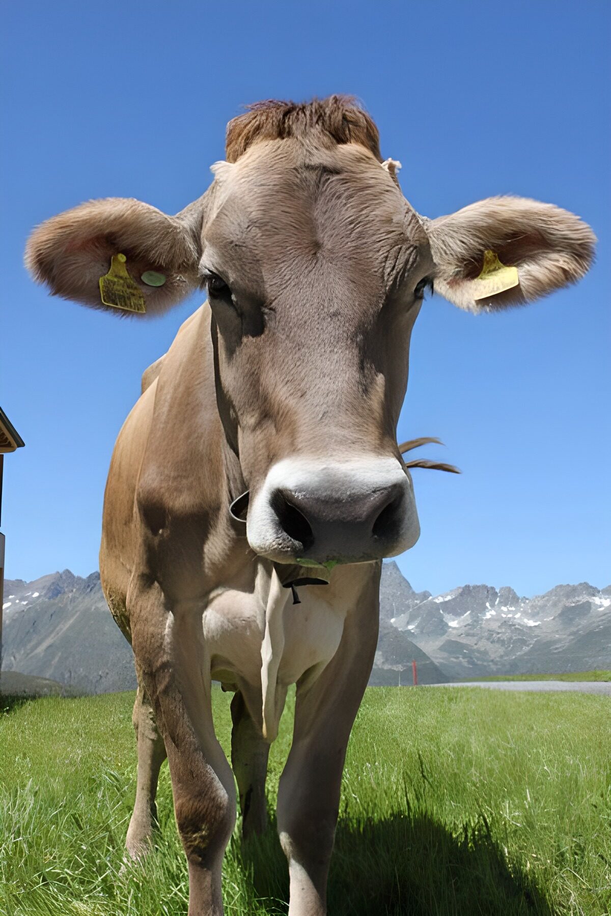 TPES55738: Vaca de cerca en un prado de montaña
