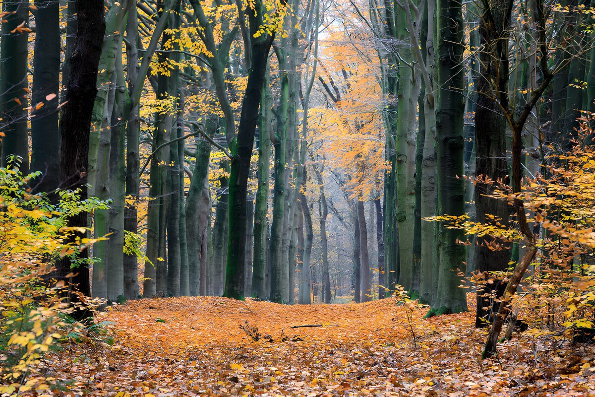 Sendero de hojas bajo la luz de otoño
