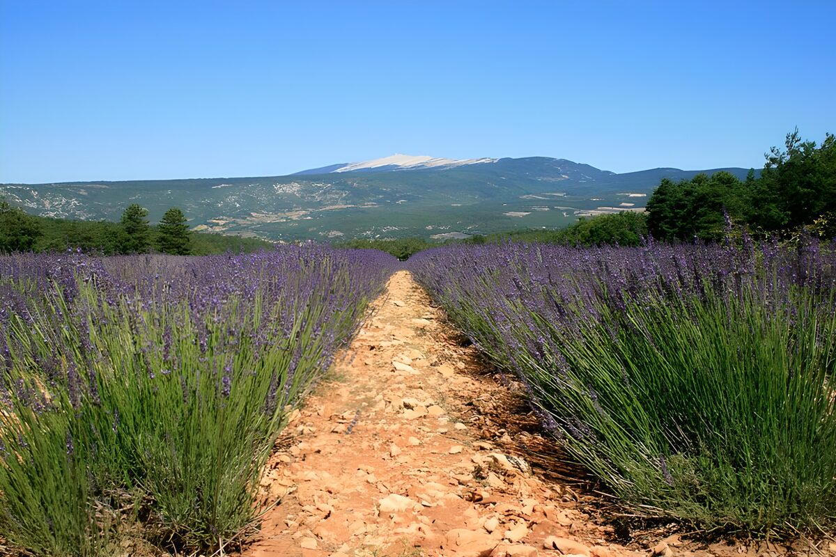 Camino soleado entre campos de lavanda