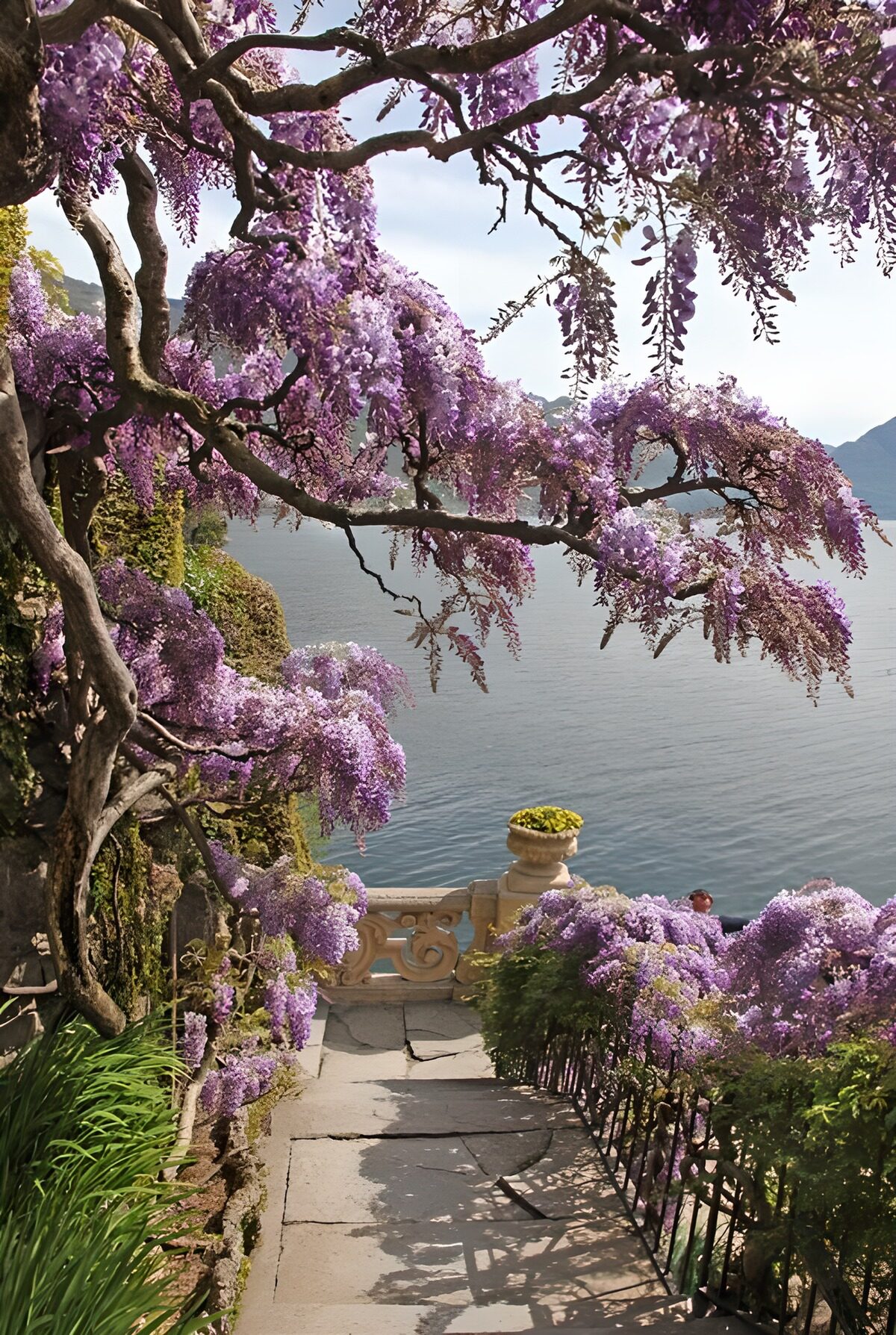 TPES86824: Escalera entre glicinias junto al lago