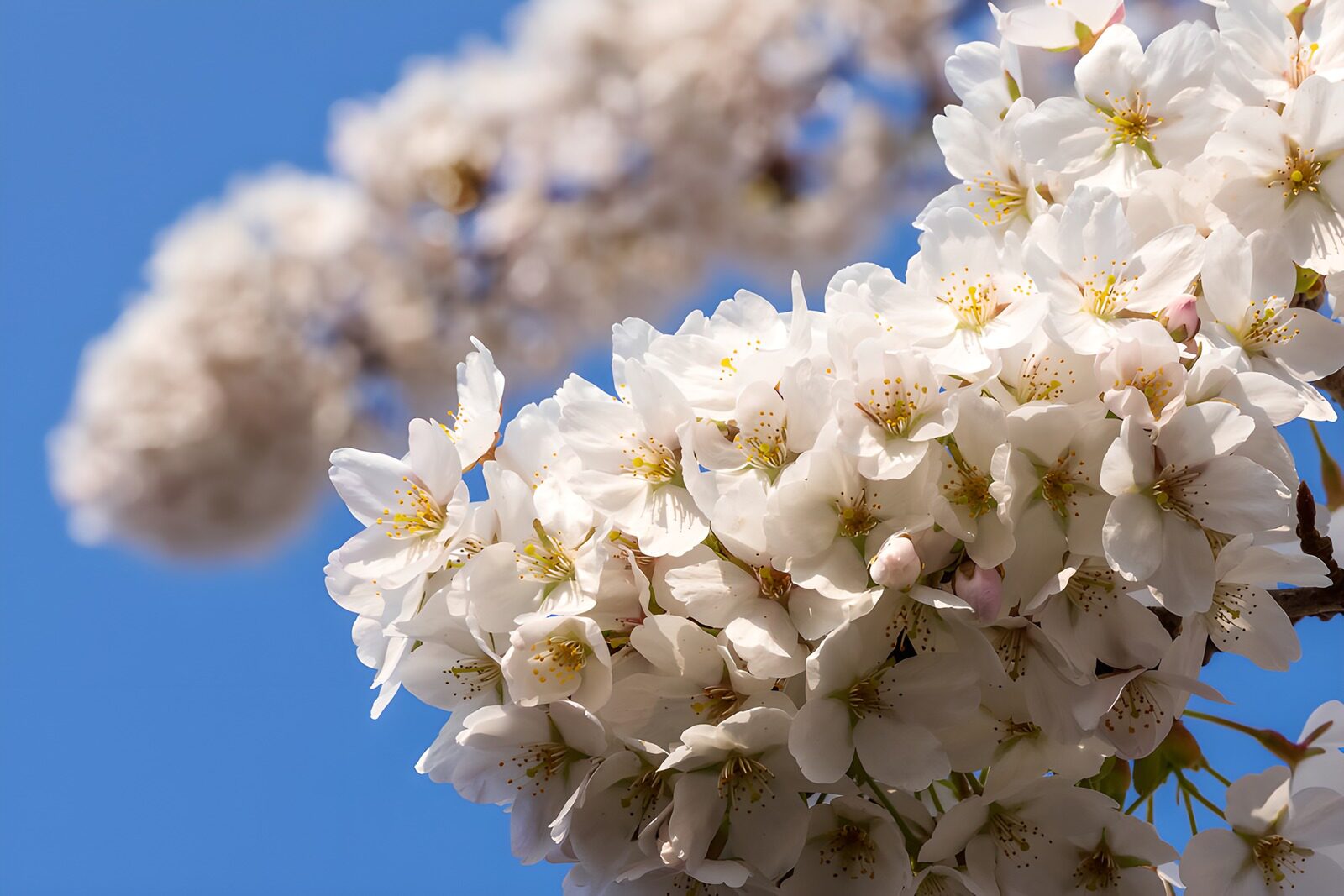 TPES12374: Rama de flores blancas bajo el cielo azul
