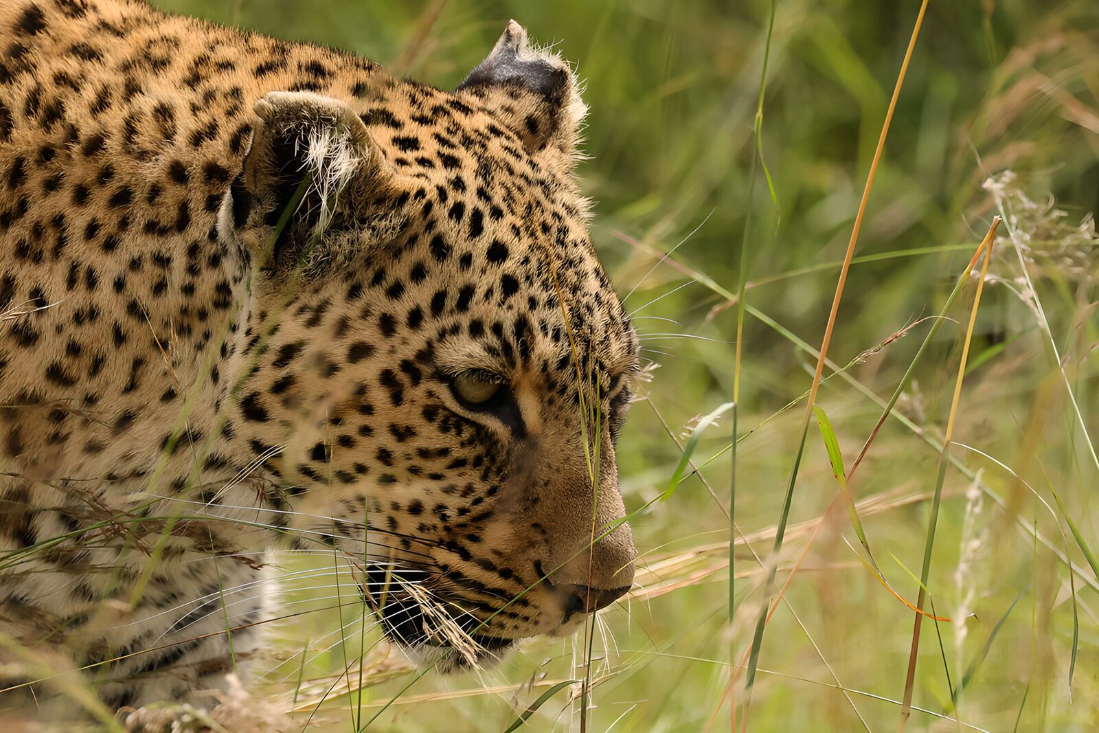 TPES53419: Leopardo en primer plano entre la hierba