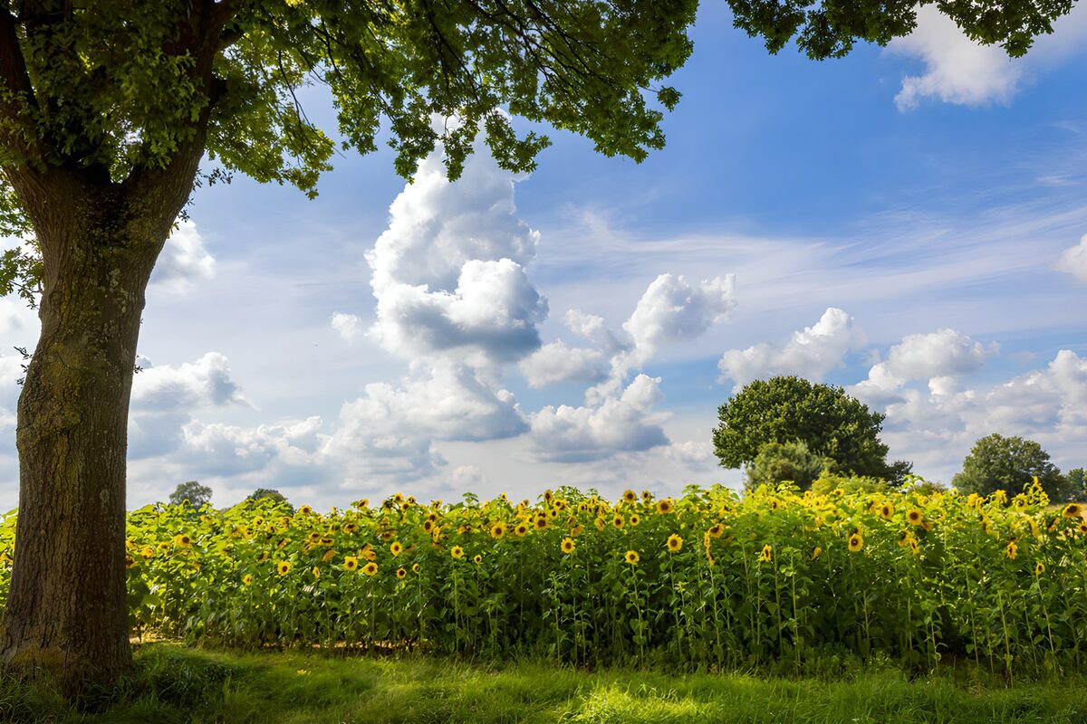 Girasoles entre la sombra y el cielo