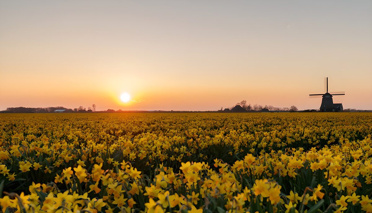 Narcisos y molino al atardecer