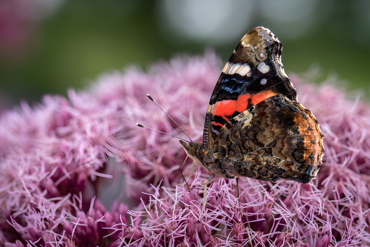 Mariposa sobre flores rosas y lilas