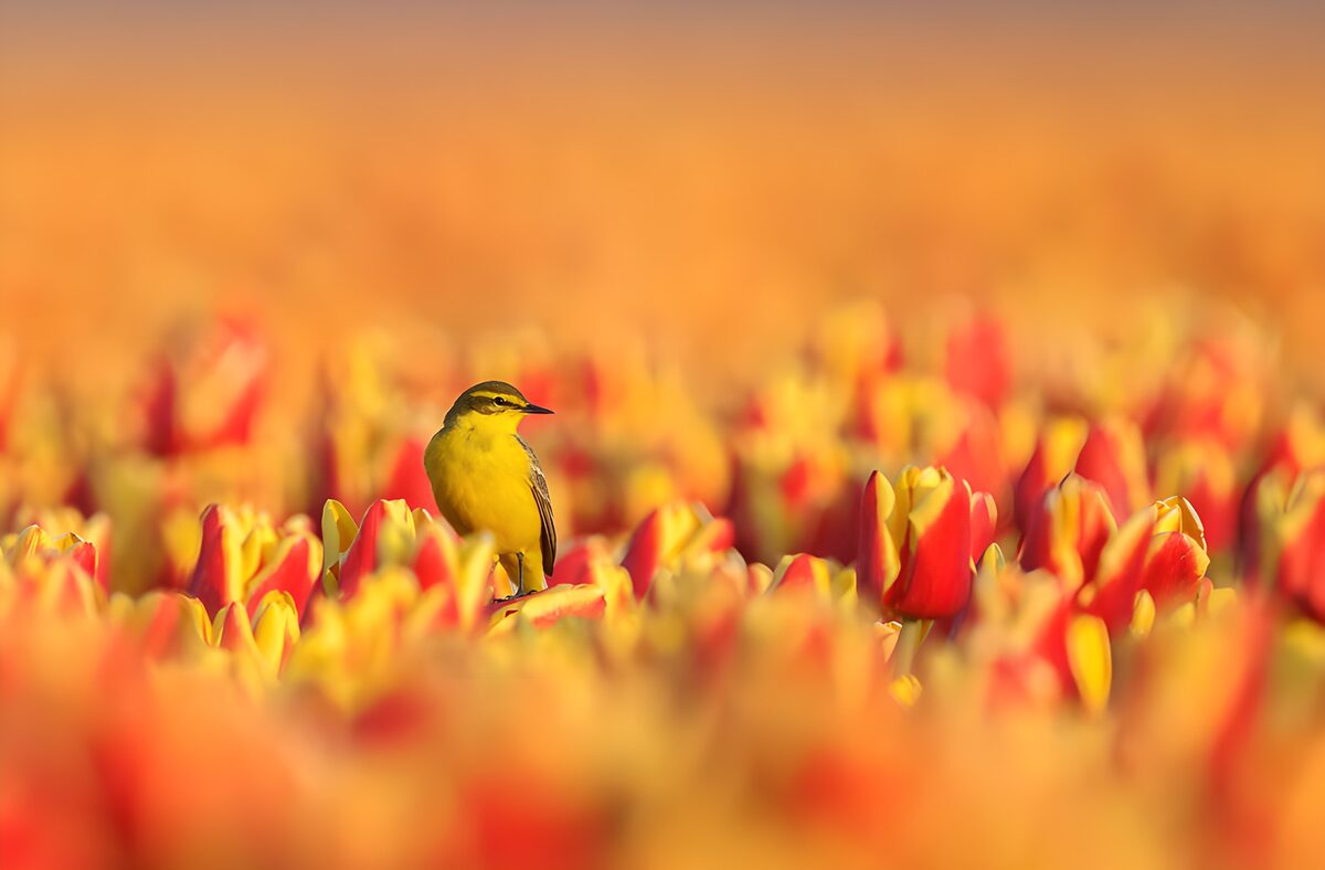 TPES93736: Pájaro amarillo entre tulipanes al sol