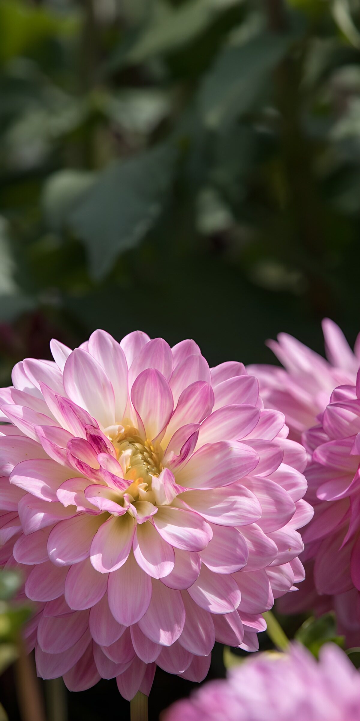 TPES77944: Dalia rosa bañada por el sol