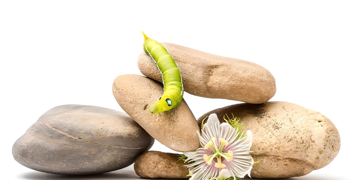 Oruga verde entre piedras y una pasiflora