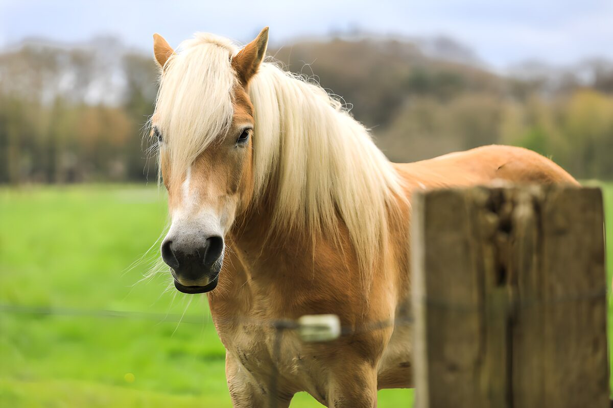 Caballo dorado de crin rubia
