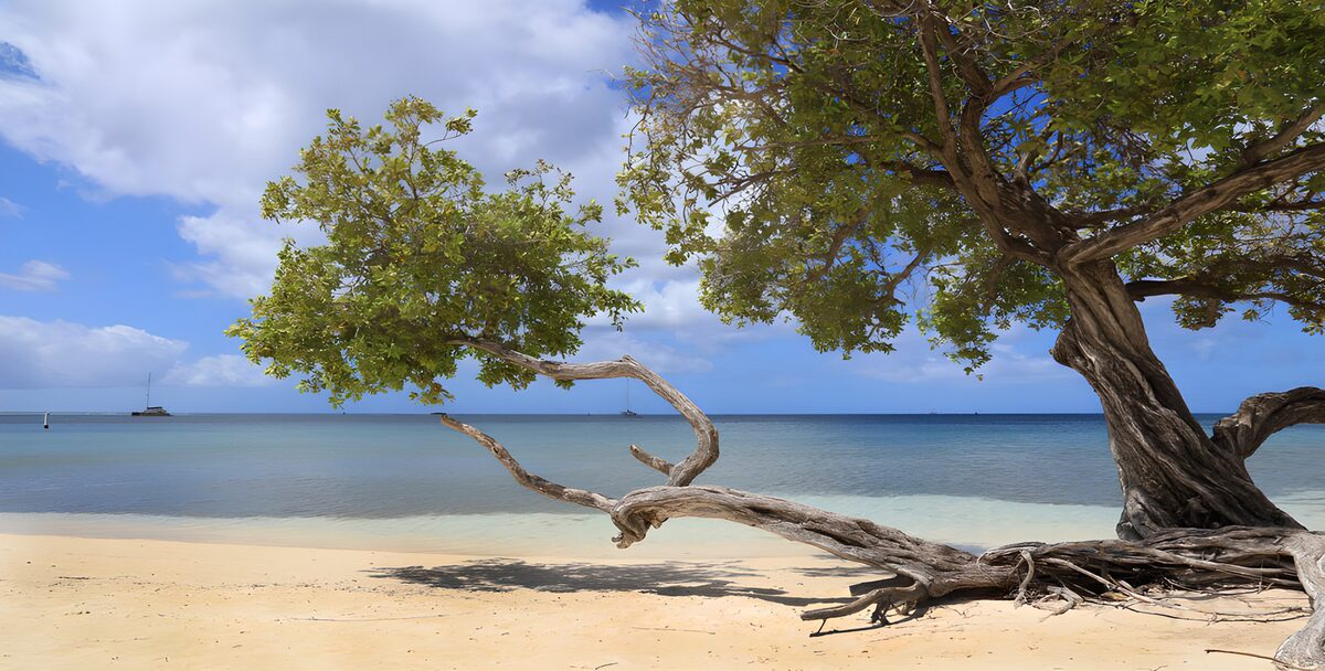 Árbol y sombra en una playa tropical