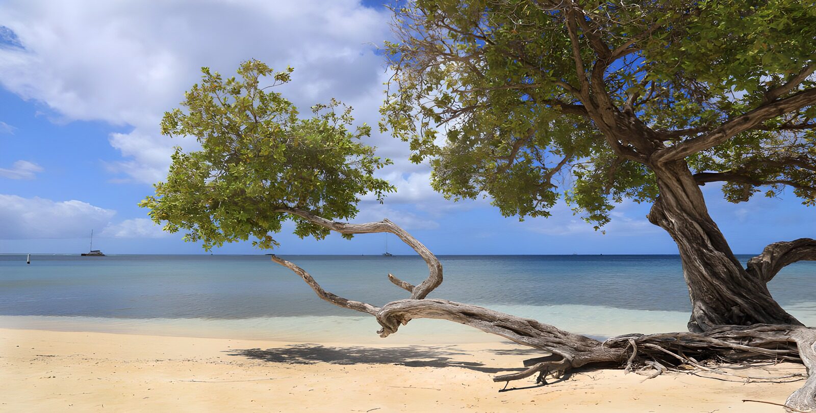 TPES30768: Árbol y sombra en una playa tropical