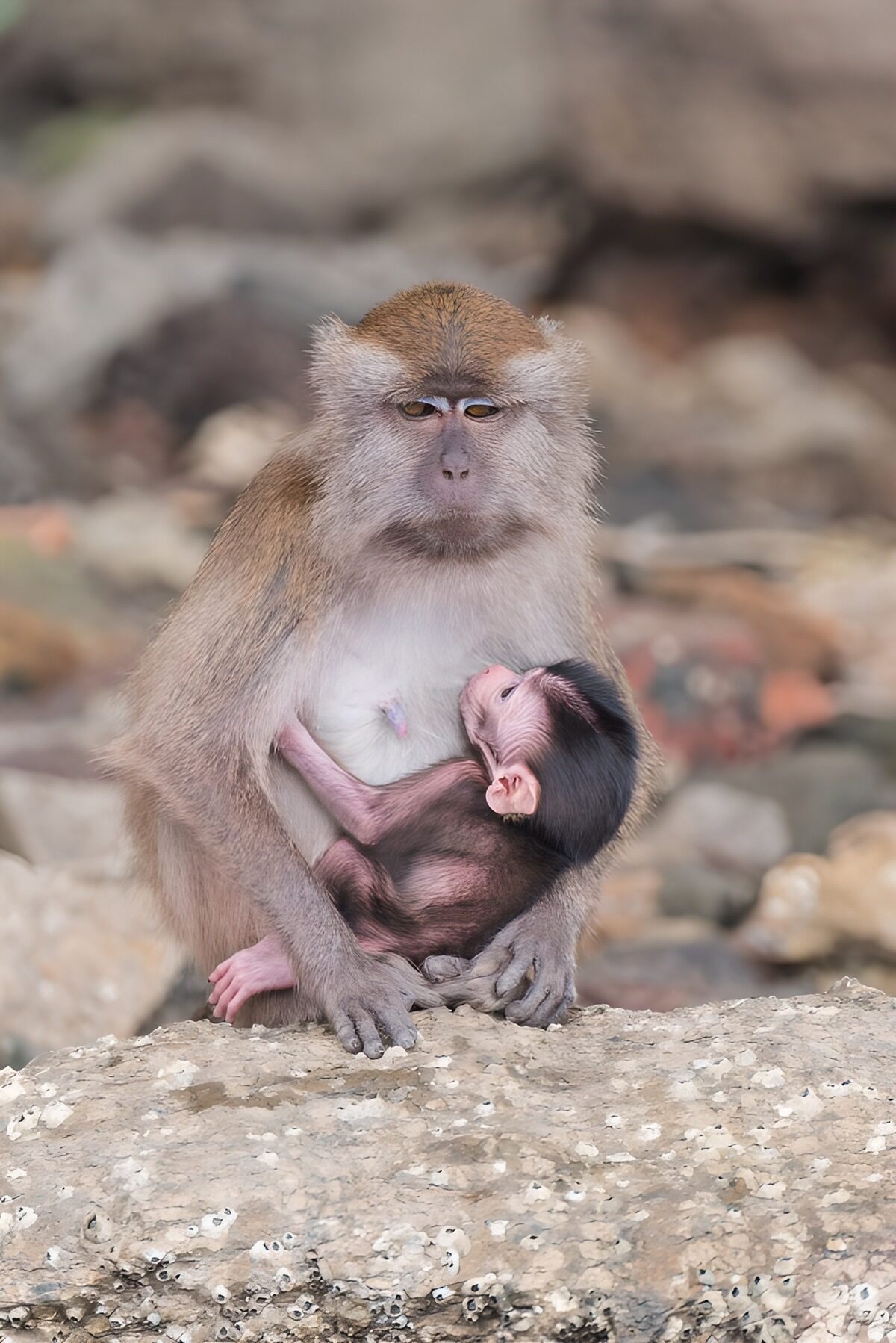 TPES69098: Macaca con su cría sobre la roca
