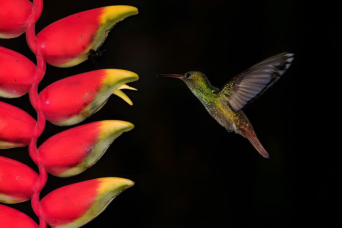 Colibrí en vuelo junto a una heliconia