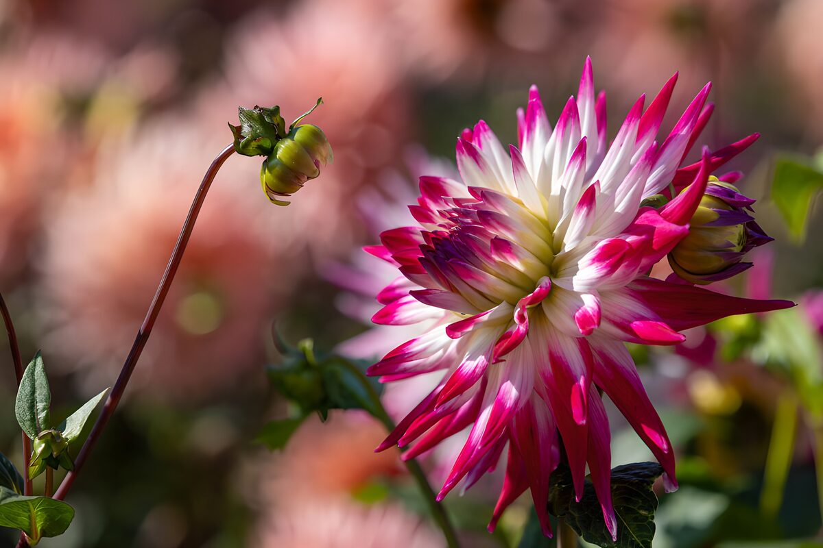 Dalia rosa y blanca, un sol de pétalos