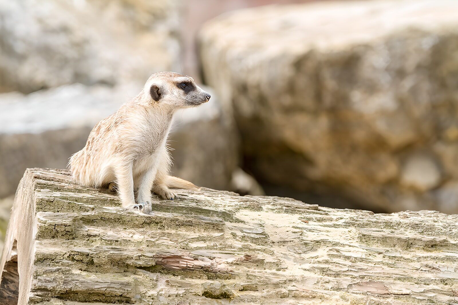 TPES38191: Suricata sentada sobre un tronco