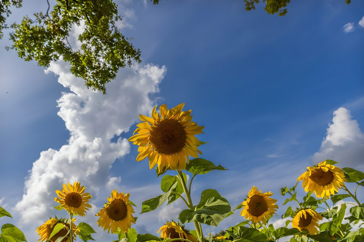 TPES77136: Girasoles bajo un cielo de verano