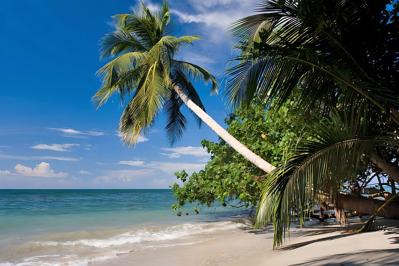 TPES58437: Palmera inclinada sobre una playa tropical