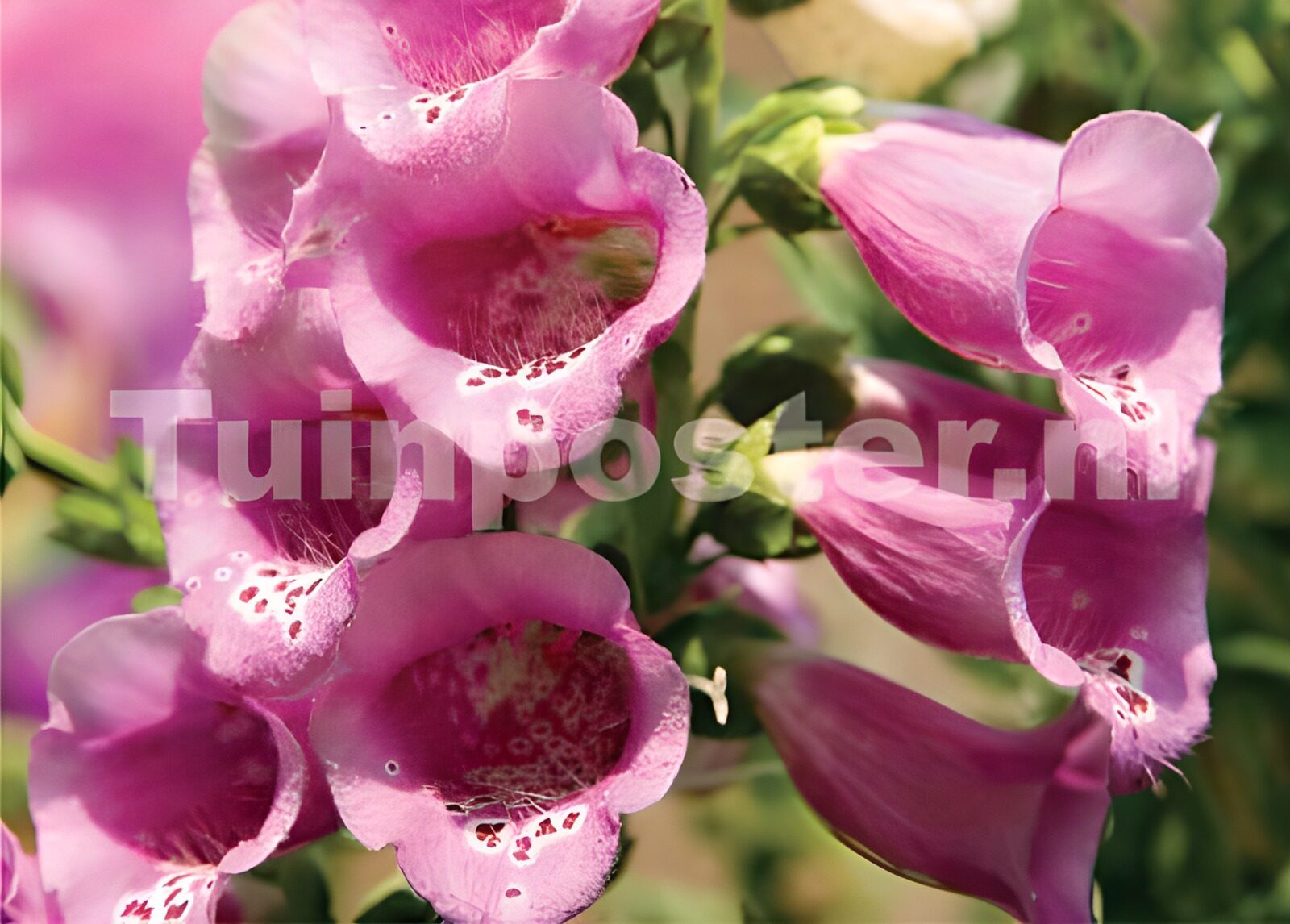 TPES30035: Dedaleras rosas bañadas de luz