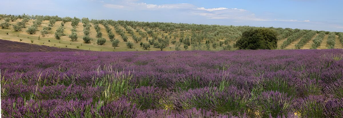 Campo de lavanda al sol del verano