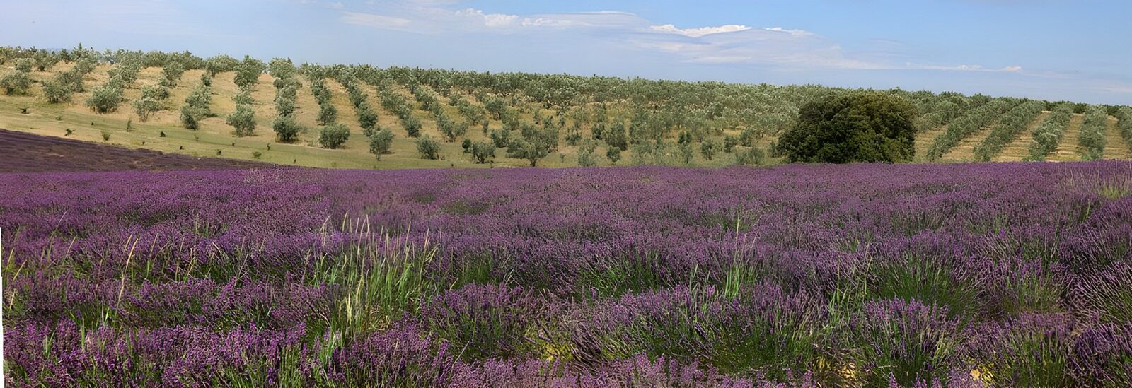 TPES26711: Campo de lavanda al sol del verano