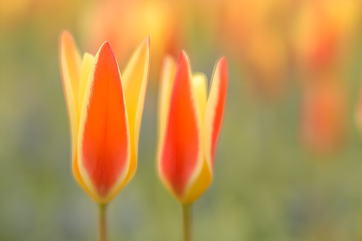 Tulipanes naranjas y amarillos a contraluz
