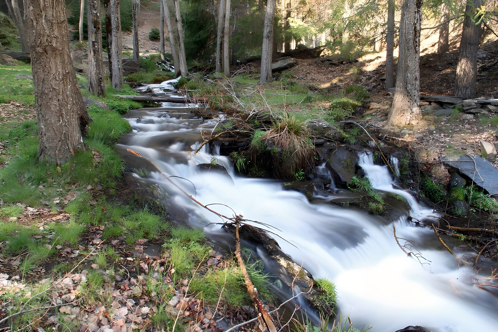 TPES47543: Arroyo entre rocas y bosque en calma