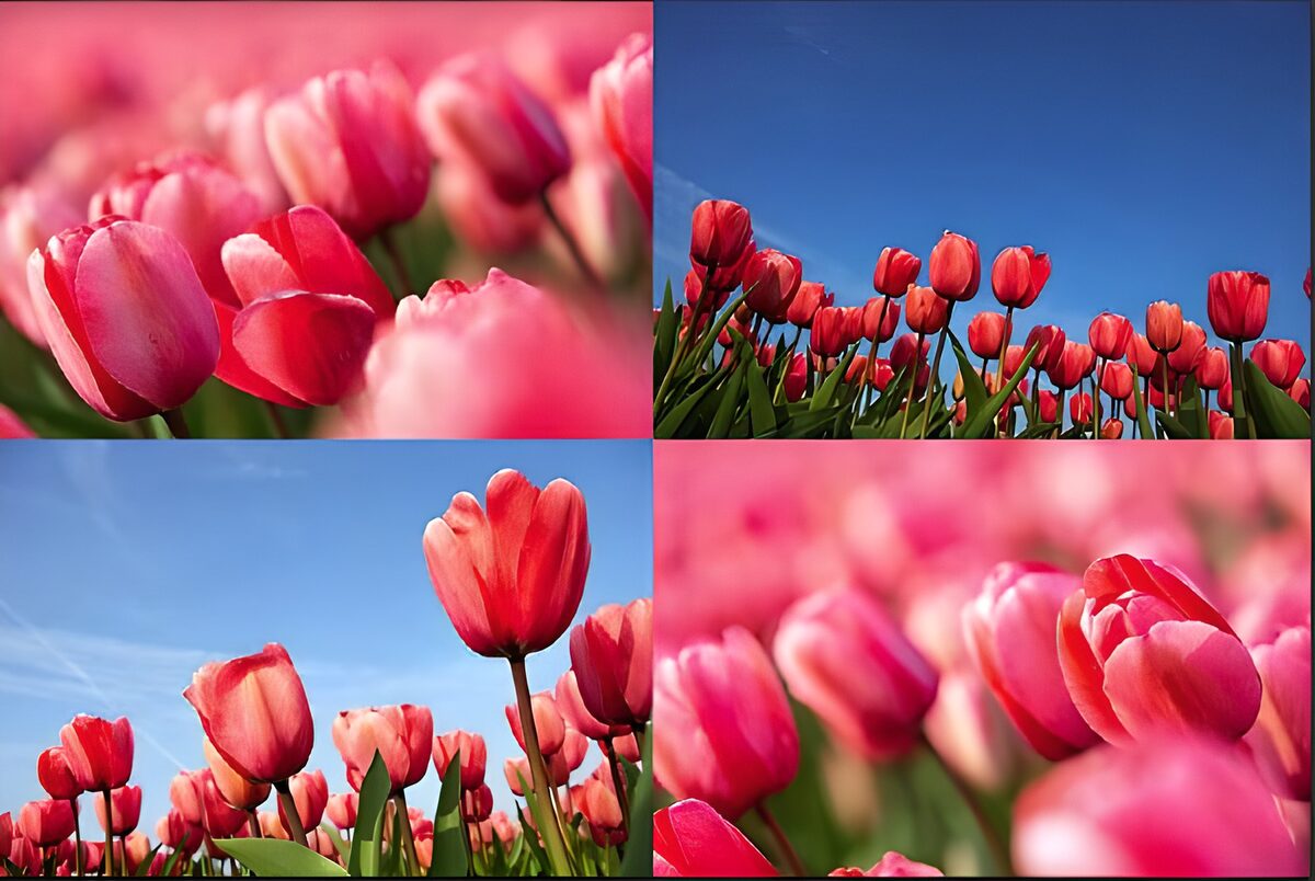 Tulipanes rosas y rojos en cuatro escenas