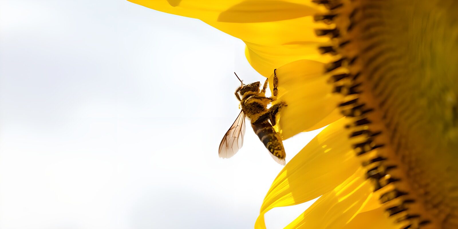 TPES79800: Abeja sobre un girasol a contraluz