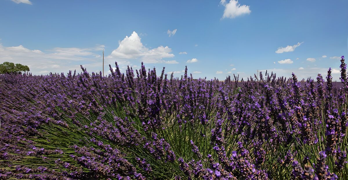 Lavanda donde el violeta toca el cielo