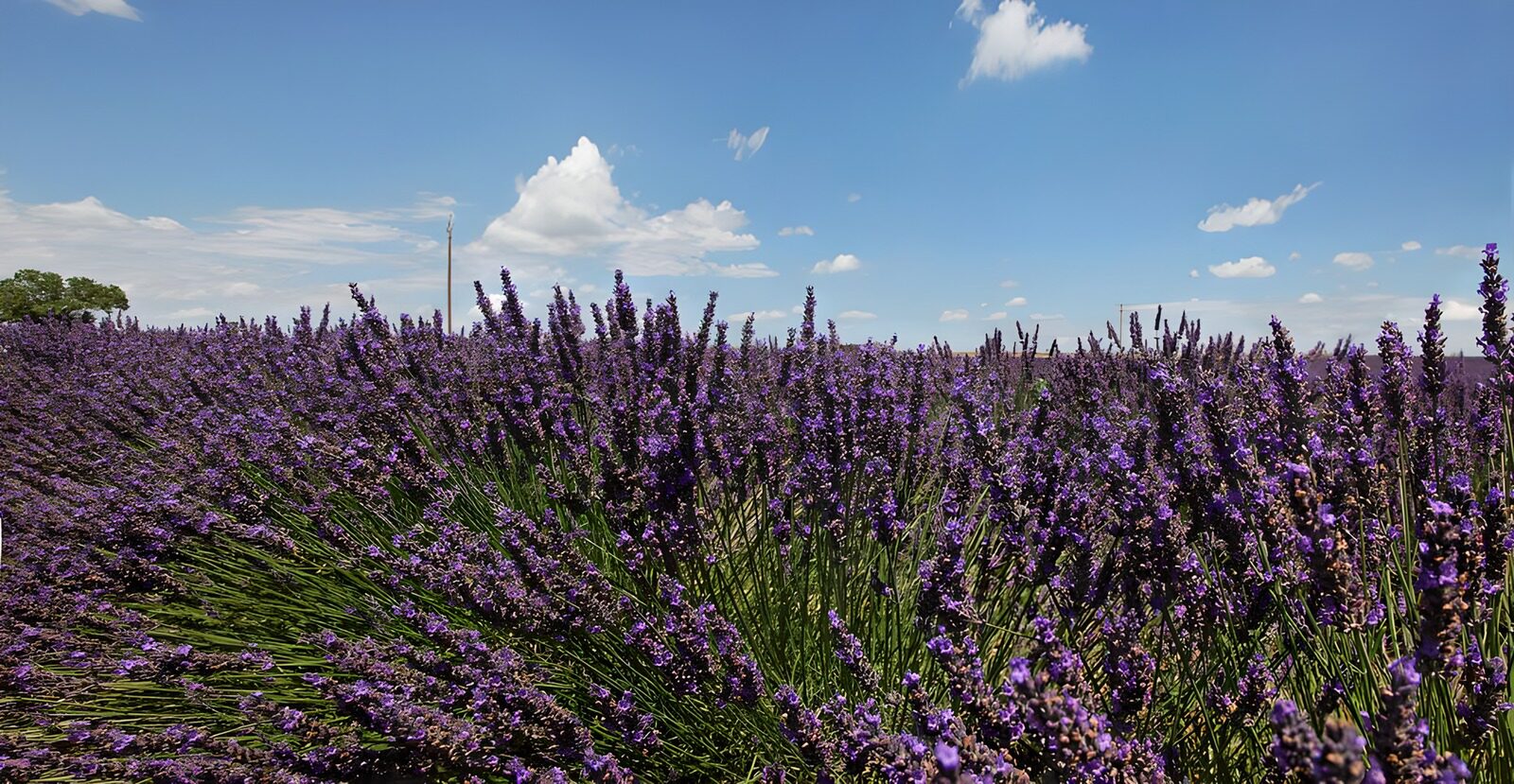 TPES12053: Lavanda donde el violeta toca el cielo