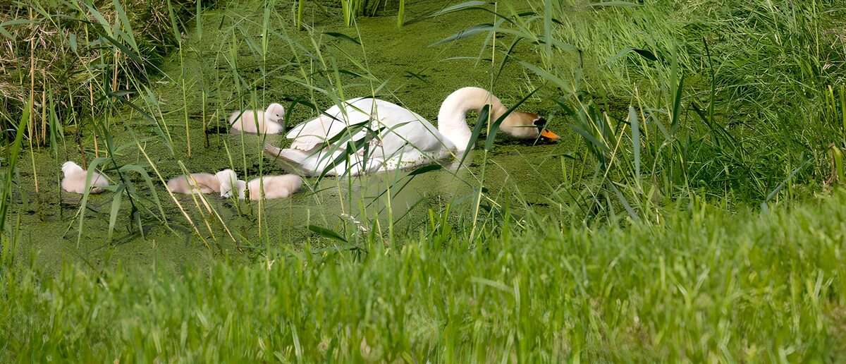 TPES19334: Cisne y crías al abrigo de los juncos