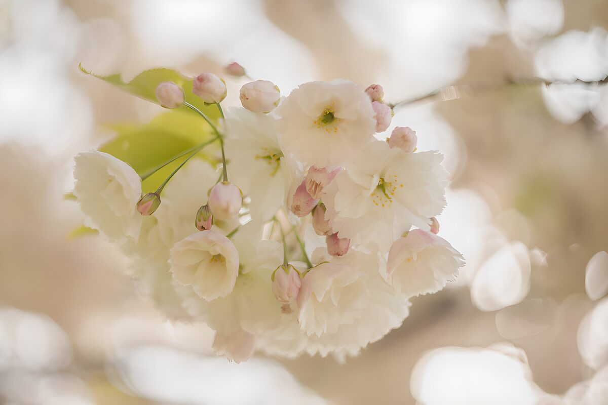Flores blancas a contraluz