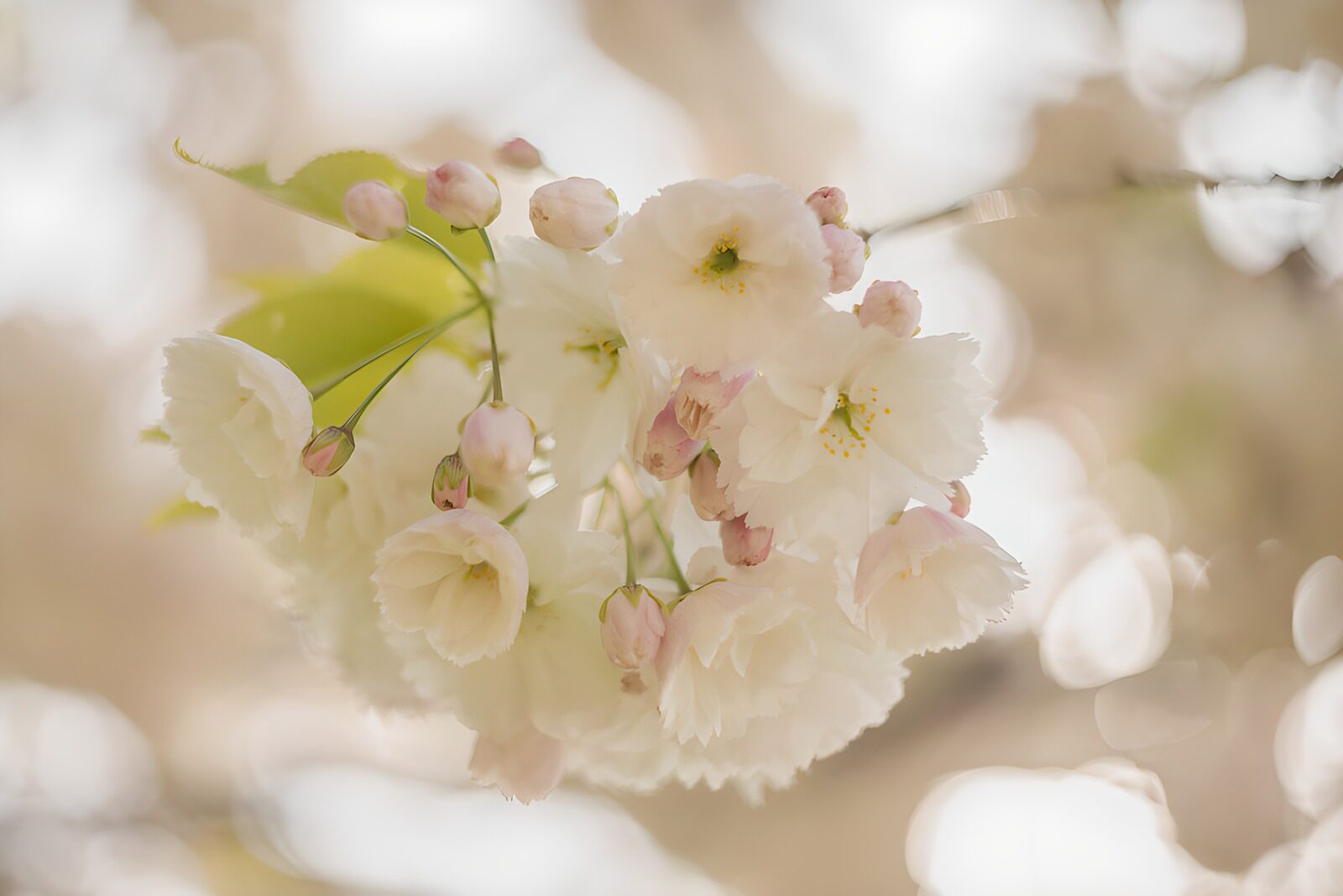 TPES26012: Flores blancas a contraluz