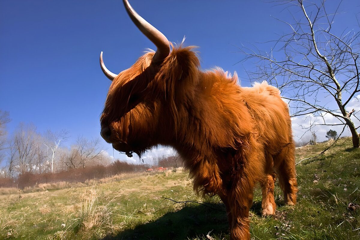 Vaca de las Highlands en primer plano