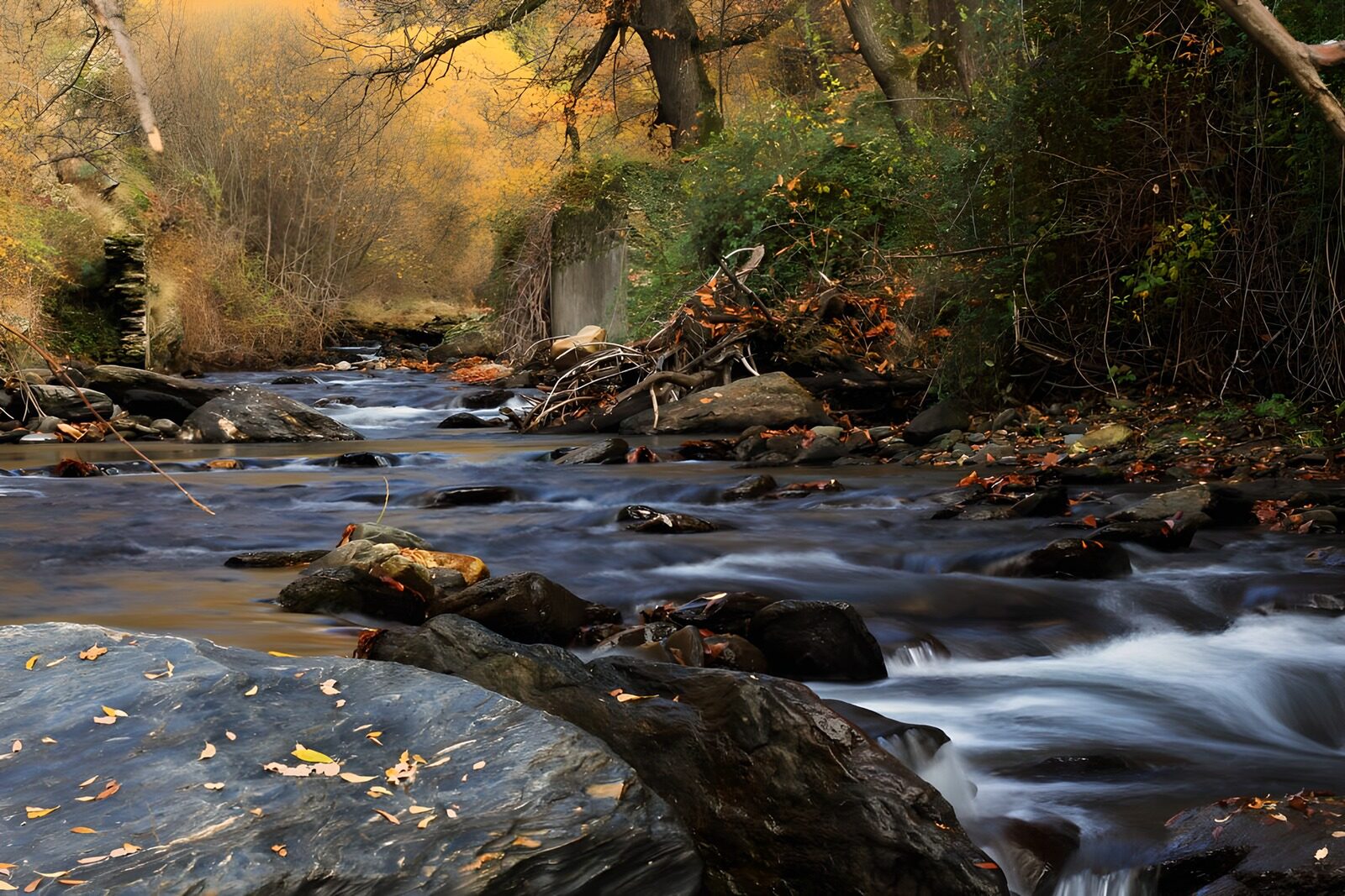 TPES76636: Hilos de agua en un bosque dorado