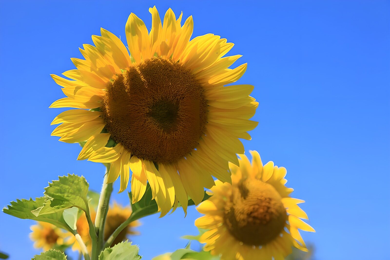 TPES15855: Girasoles amarillos bajo un cielo azul