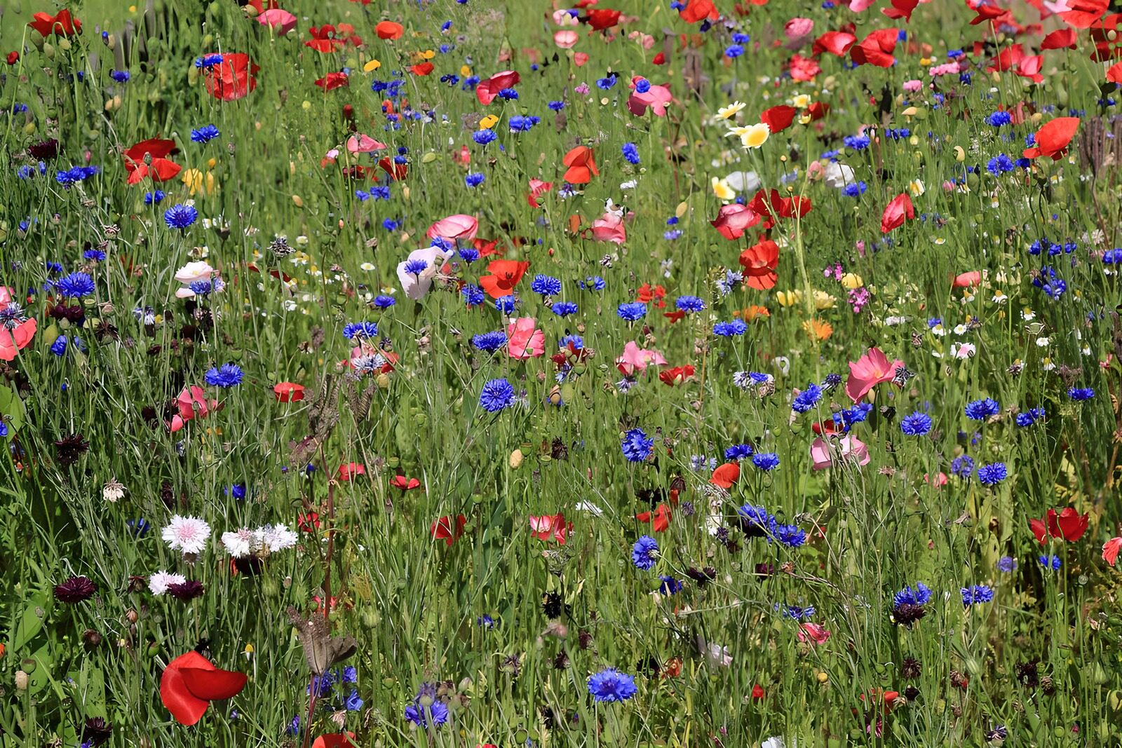 TPES10435: Amapolas rojas y acianos al sol