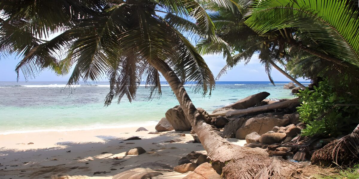 TPES99699: Palmeras que abrazan el mar turquesa