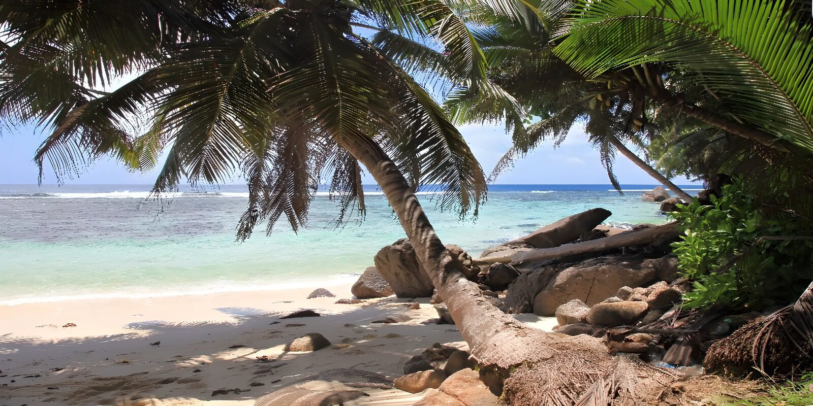TPES99699: Palmeras que abrazan el mar turquesa