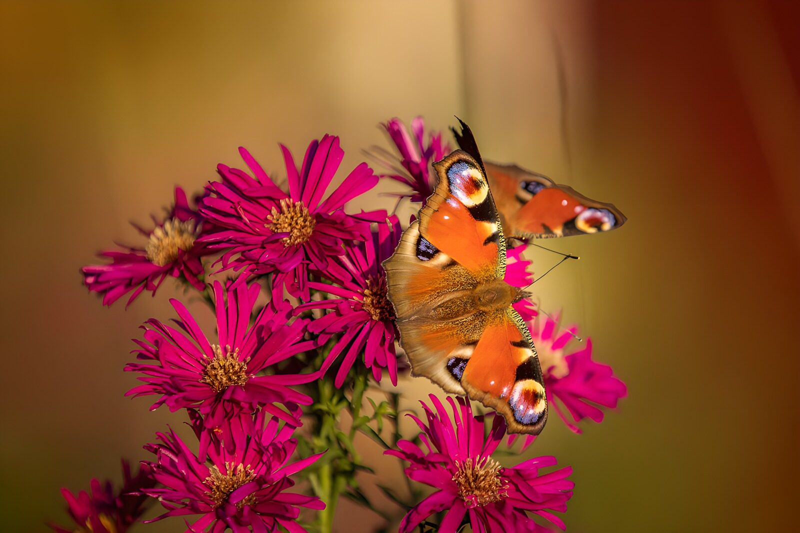 TPES60562: Alas de fuego sobre flores magenta