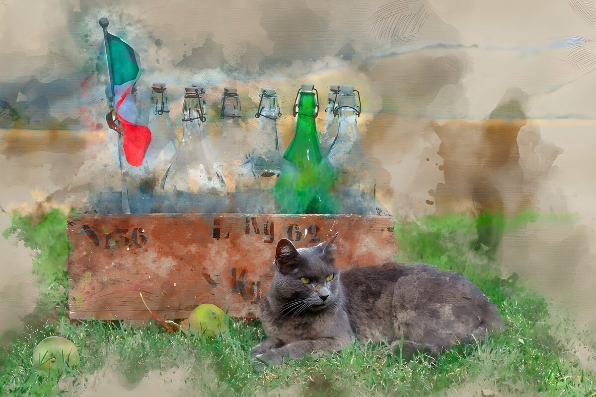 Gato gris junto a una caja de botellas