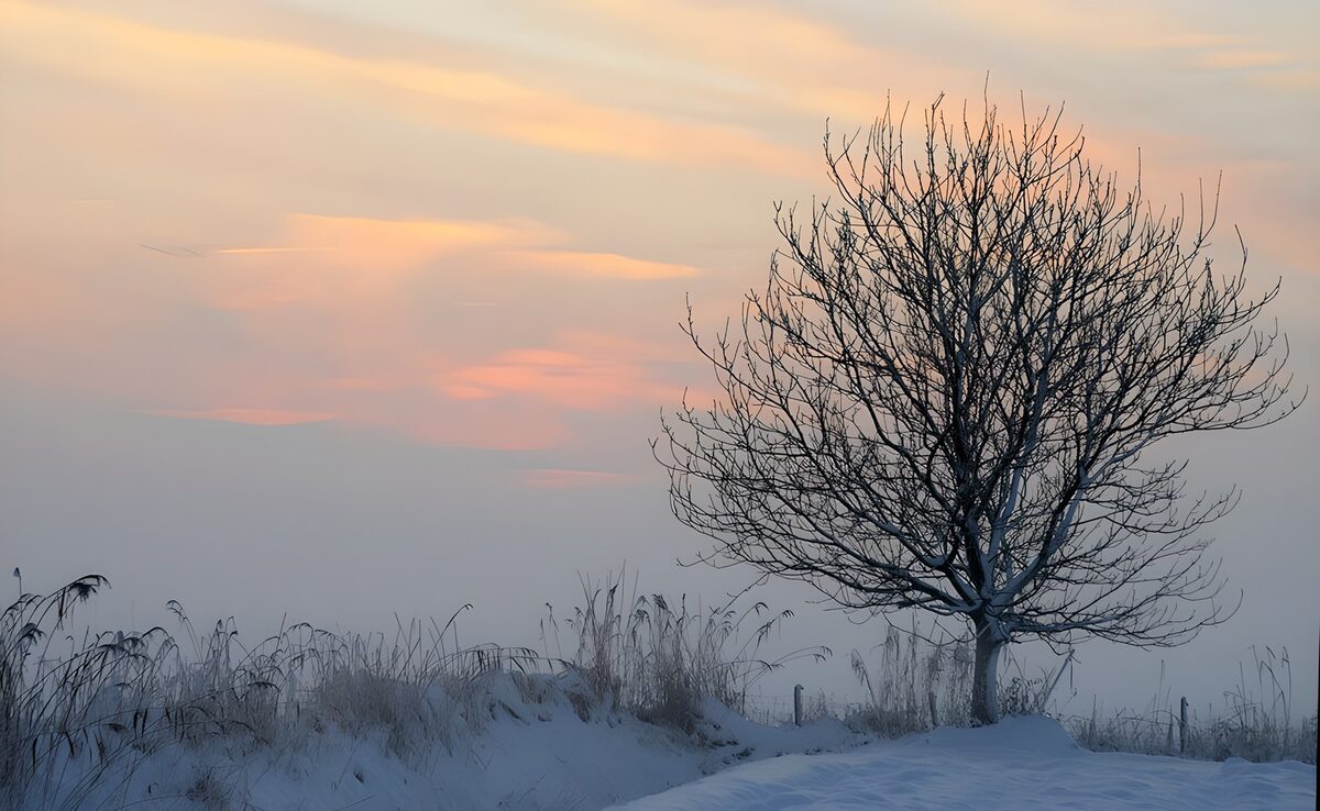 Árbol desnudo entre nieve y bruma